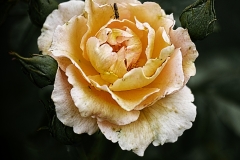 rose2