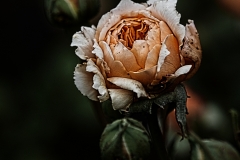 rose5