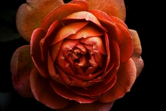 rose6