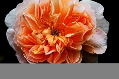 rose7