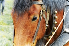 beheme7