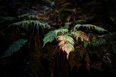 foret1