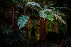 foret2