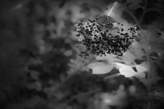 buisson1