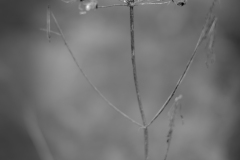 buisson11