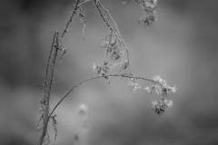 buisson12