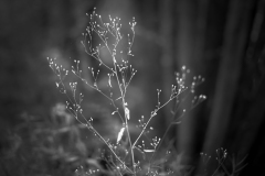 buisson13
