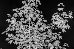 buisson14