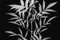 buisson15