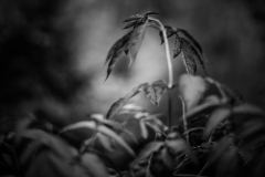 buisson5