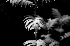 buisson6