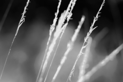 buisson7
