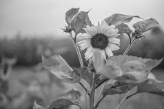 fleur1