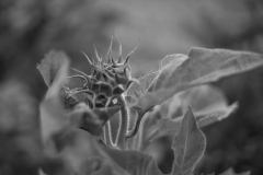 fleur2
