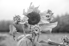 fleur3