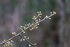 spring29
