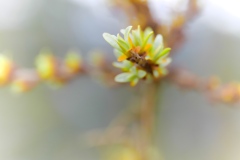 spring35