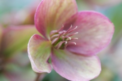spring36