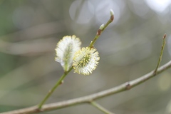 spring39