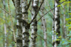 aspen1