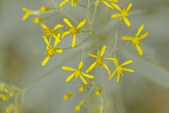 oesling-flower16