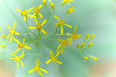 oesling-flower17