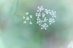 oesling-flower18