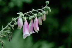 oesling-flower19