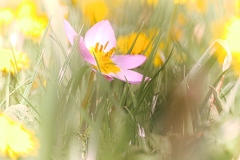 oesling-flower2