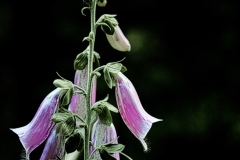 oesling-flower20