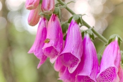 oesling-flower22