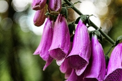 oesling-flower23