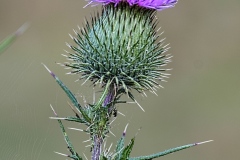 oesling-flower28