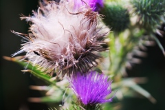 oesling-flower4