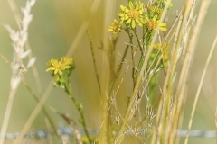 oesling-flower7