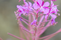 oesling-flower8