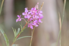 oesling-flower9