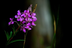 oesling-flower9b