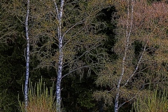 oesling-trees1