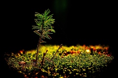 oesling-trees4b