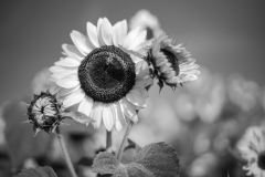 sunflower4