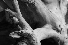 foret11