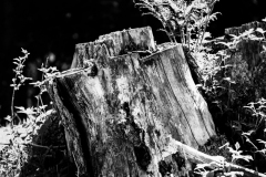 foret14