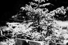 foret15