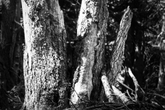 foret18