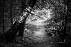 foret4