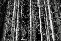 foret5